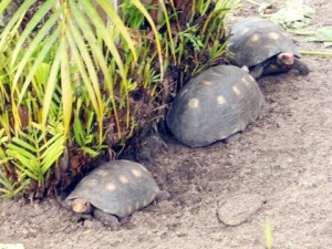 Turtles that live outside the place I am staying at. Photo by Esther S. (Yes, I do not own a camera)
