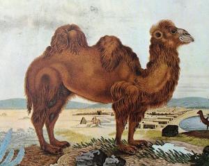 Camel, by Aloys Zötl {PD}
